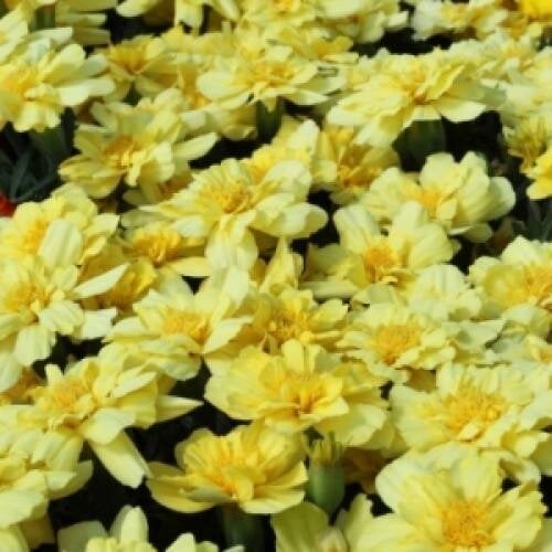 Семена цветов Floranova Черноморцы отклонены Alumia Vanilla Cream 50 шт. (BN10518-3)