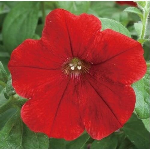 Семена цветов Петуния ампельная Opera Supreme F1 Red Takii 100 шт. (BN08941-2)