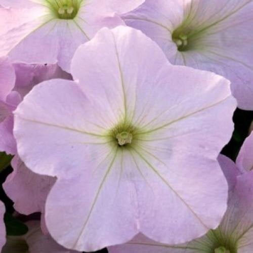 Семена цветов Петуния ампельная Trilogy F1 Lavender Pink Takii seed 100 шт. (BN08944-2)
