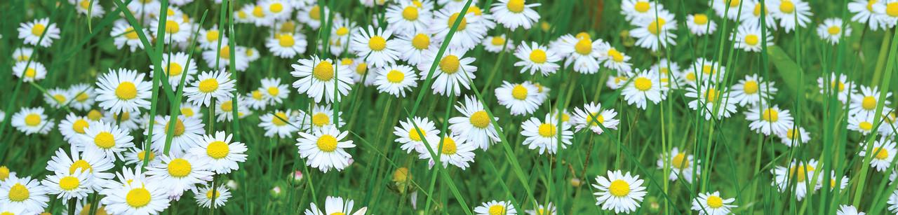 Наклейка виниловая 3D Zatarga Летние ромашки в траве 600х2500 мм Зеленый (1227284495)