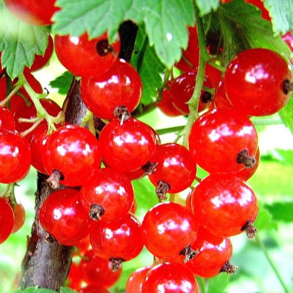 Саджанець смородини червоної Альфа рання велика (644543603) - фото 2