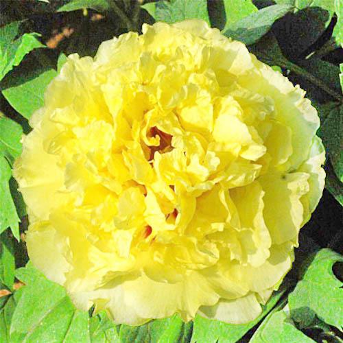 Пион Florium Alice Ai Li Shi древовидный (11462)