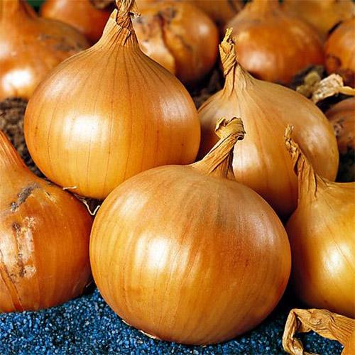 Насіння Цибуля Florium Contado Озима (15470) - фото 1