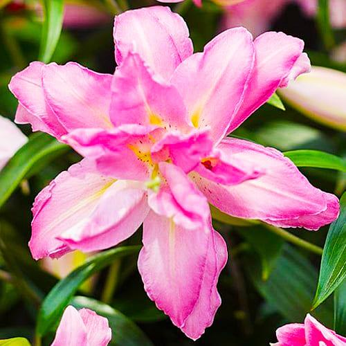 Лилия Double Surprise Florium