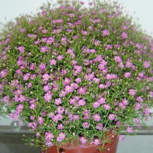 Семена цветов Гипсофила ползучая Gypsy Pink Sakata 50 шт. (BN07199-3)