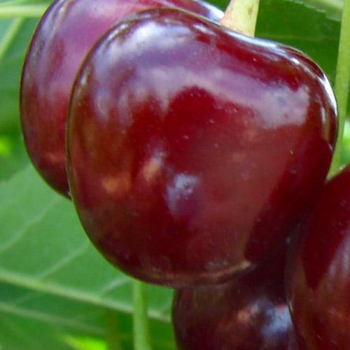 Саджанець Вишня Лотівка літній сорт пізній термін дозрівання (46284)