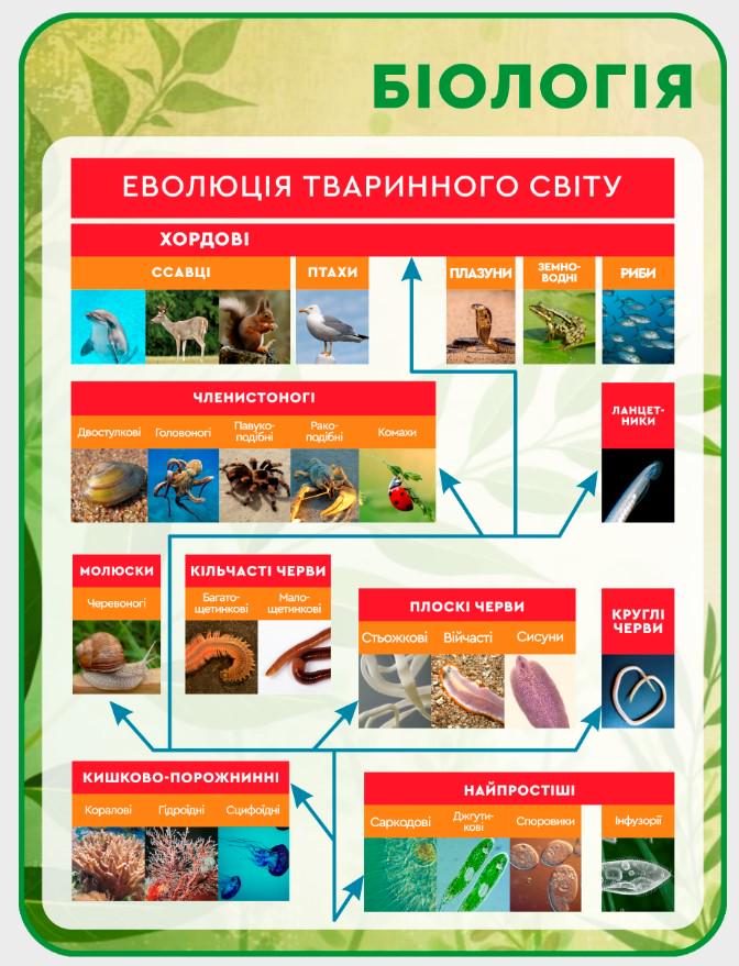 Стенд для учебных заведений "Біологія-еволюція тварин" 600х800 мм (КВ0017)