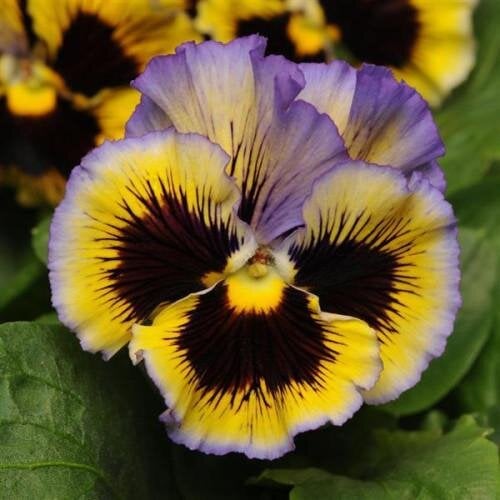Насіння квітів Віола FRIZZLE SIZZLE F1 YELLOW BLUE SWIRL PanAmerican 1000 шт. (BN03532)