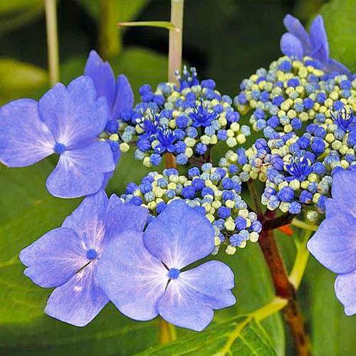 Гортензия Florium Nizza Blue (12521)