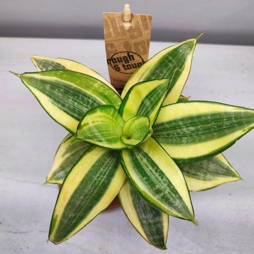 Сансевьерия Ханни 12/20 см (2684491855)