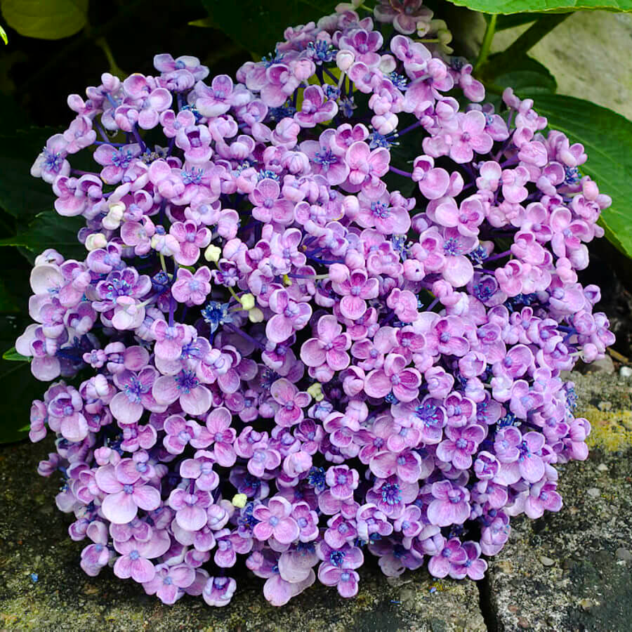 Саджанець гортензії крупнолистної Hydrangea macrophylla Ayesha Р9 (1904442875)