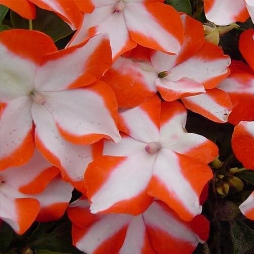 Семена цветов Бальзамин Balance Orange Star Hem Genetics 250 шт. (BN09302-2)