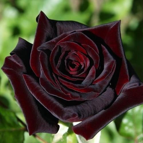 Саджанці троянди Блек або Блек Меджик (4)