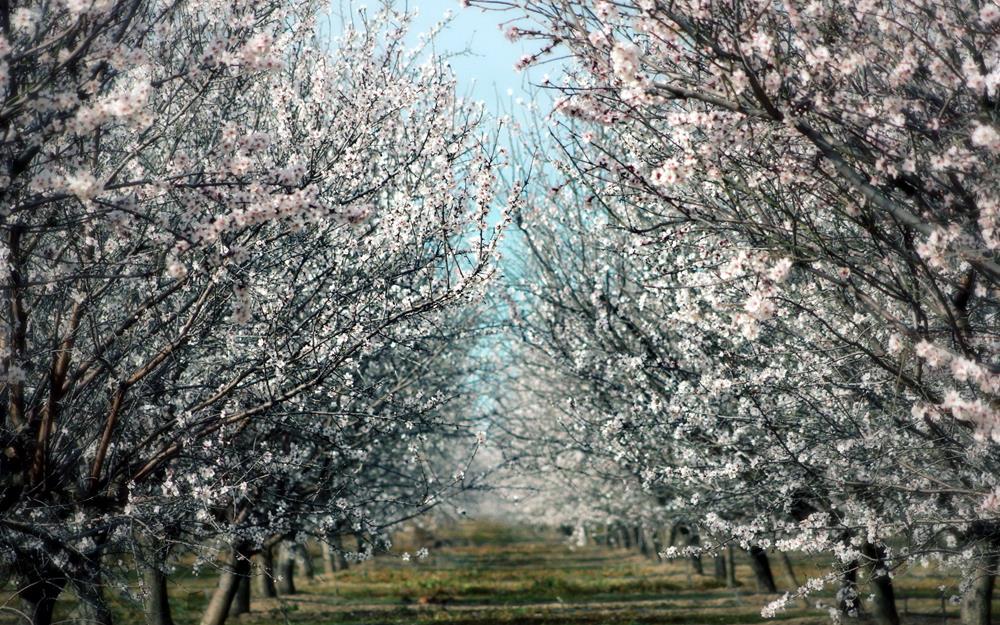 Картина Природа PR068 35х55 см