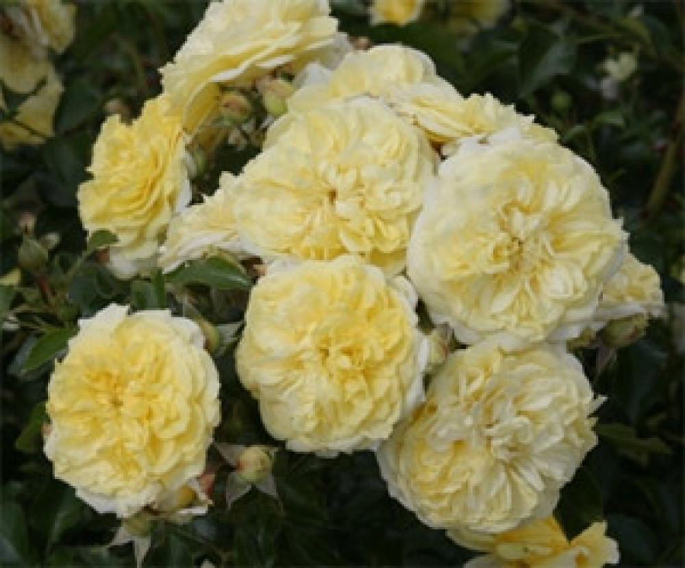 Роза Velet Solero Флорибунда в контейнере (2558773075) - фото 5 Роза Velet Solero Флорибунда в контейнере (2558773075) - фото 5