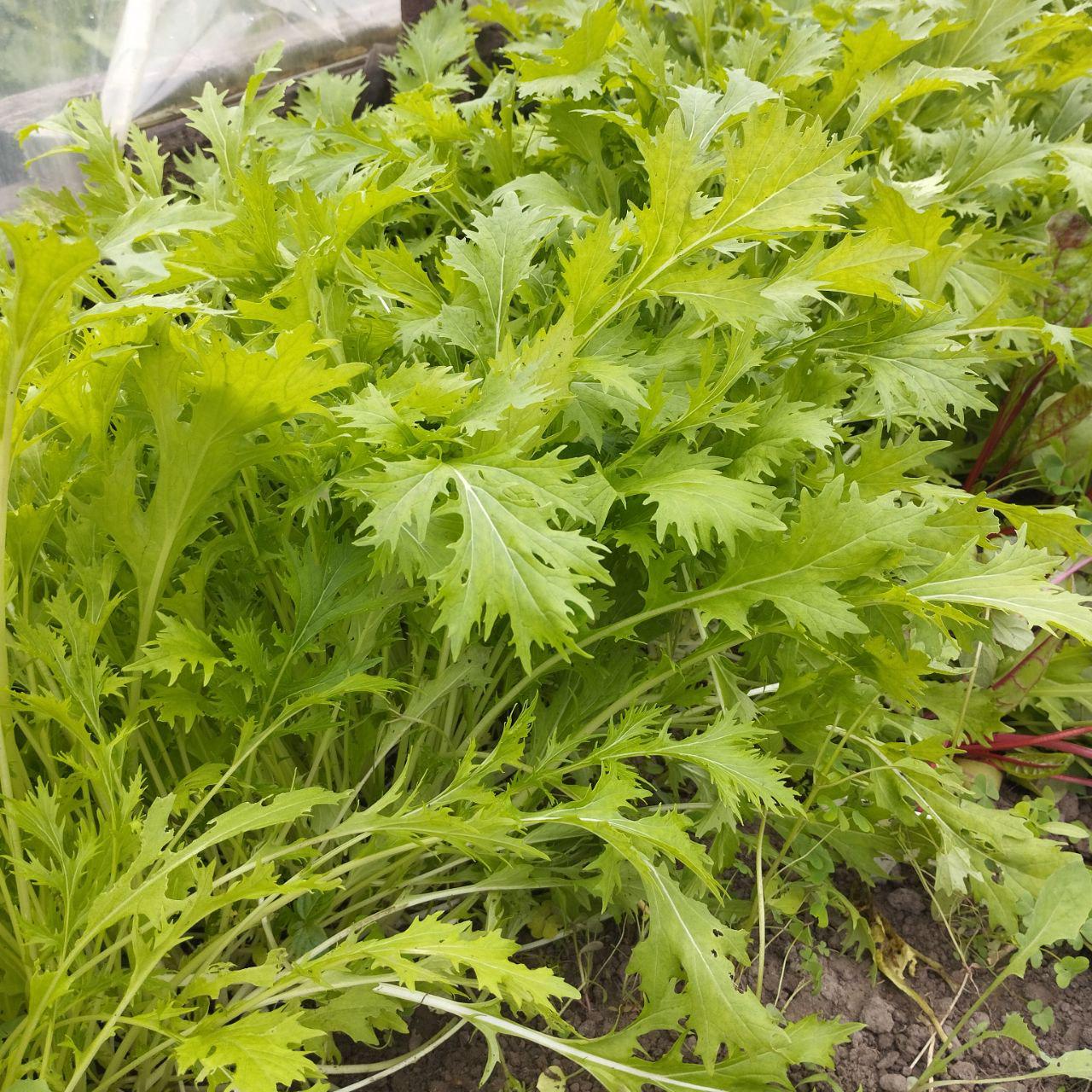 Семена Мизуна Зеленая 1 г 500 шт. скороспелая японская капуста (RS-00903) - фото 3 Семена Мизуна Зеленая 1 г 500 шт. скороспелая японская капуста (RS-00903) - фото 3