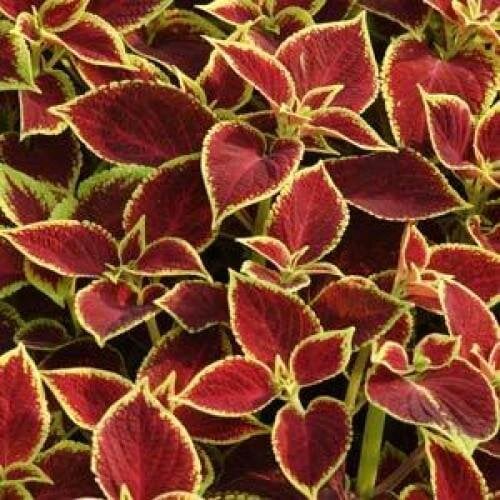 Семена цветов Колеус PREMIUM SUN CRIMSON GOLD PanAmerican 25 шт. (BN00768-3)
