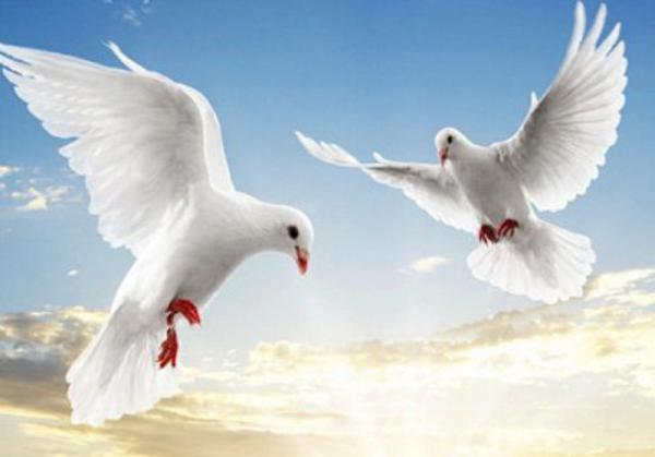 Картина по номерам Josef Otten Птицы Белые голуби 40х50 см в термопакете (3162RA_O-mt)