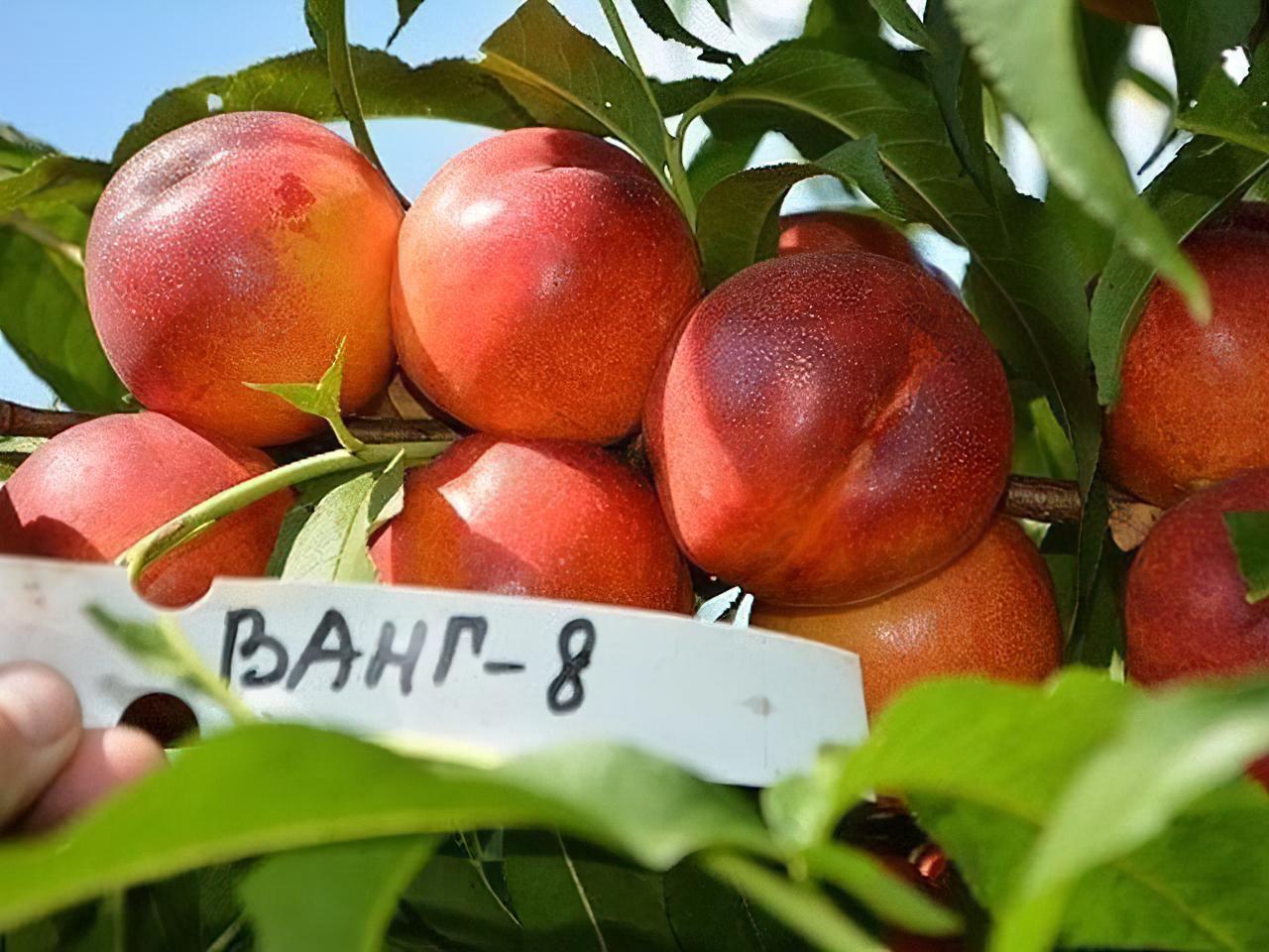 Саженец Нектарин Ванг-8 - фото 4 Саженец Нектарин Ванг-8 - фото 4