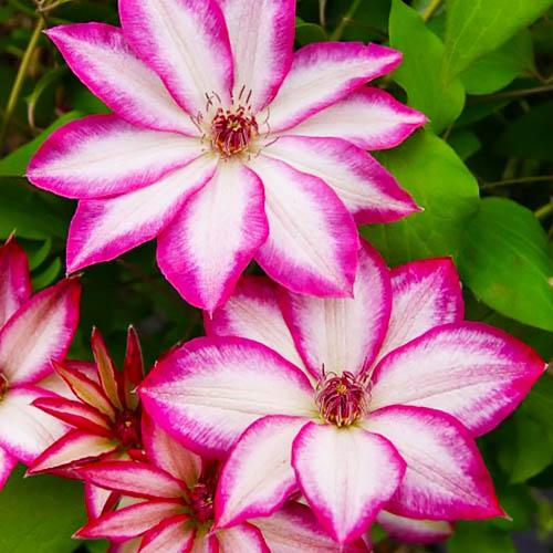 Клематис Picotee Florium - фото 2