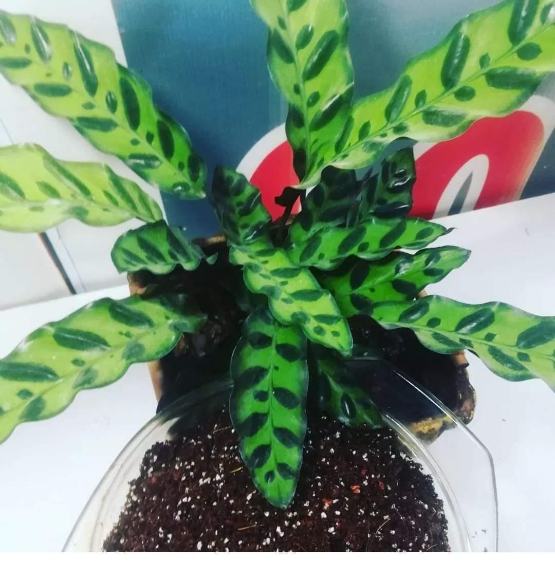 Торфосмесь с кокосовым волокном 3 л (2300677189) - фото 2