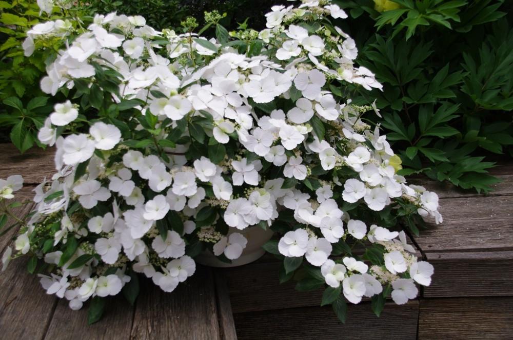 Гортензия ампельная Невеста Беглеца С2 (2669489583) - фото 3