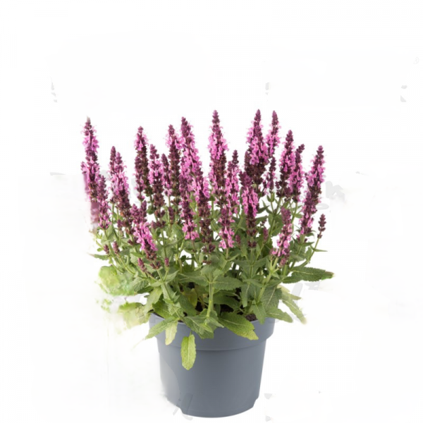 Квіти Шавлія дібровна Medium Rose (2666672369)