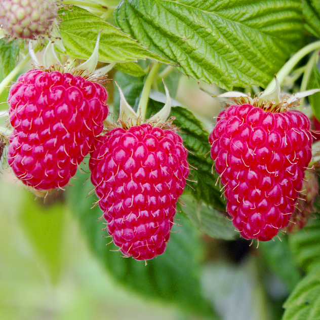 Саженцы малины ремонтантной Маравилла сладкая/великоплодная (1448088365)