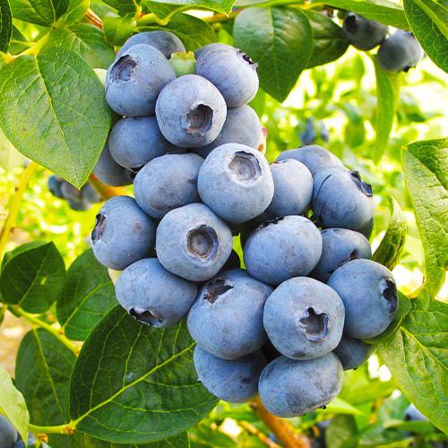 Чорниця Florium Торо (4819) Чорниця Florium Торо (4819)