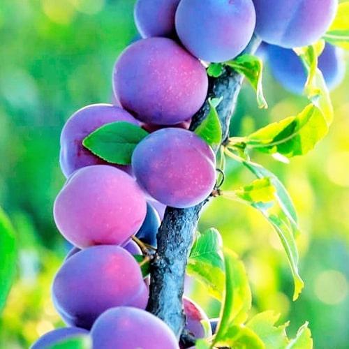 Сажанец Слива Валор осенний сорт поздний срок созревания (23470)