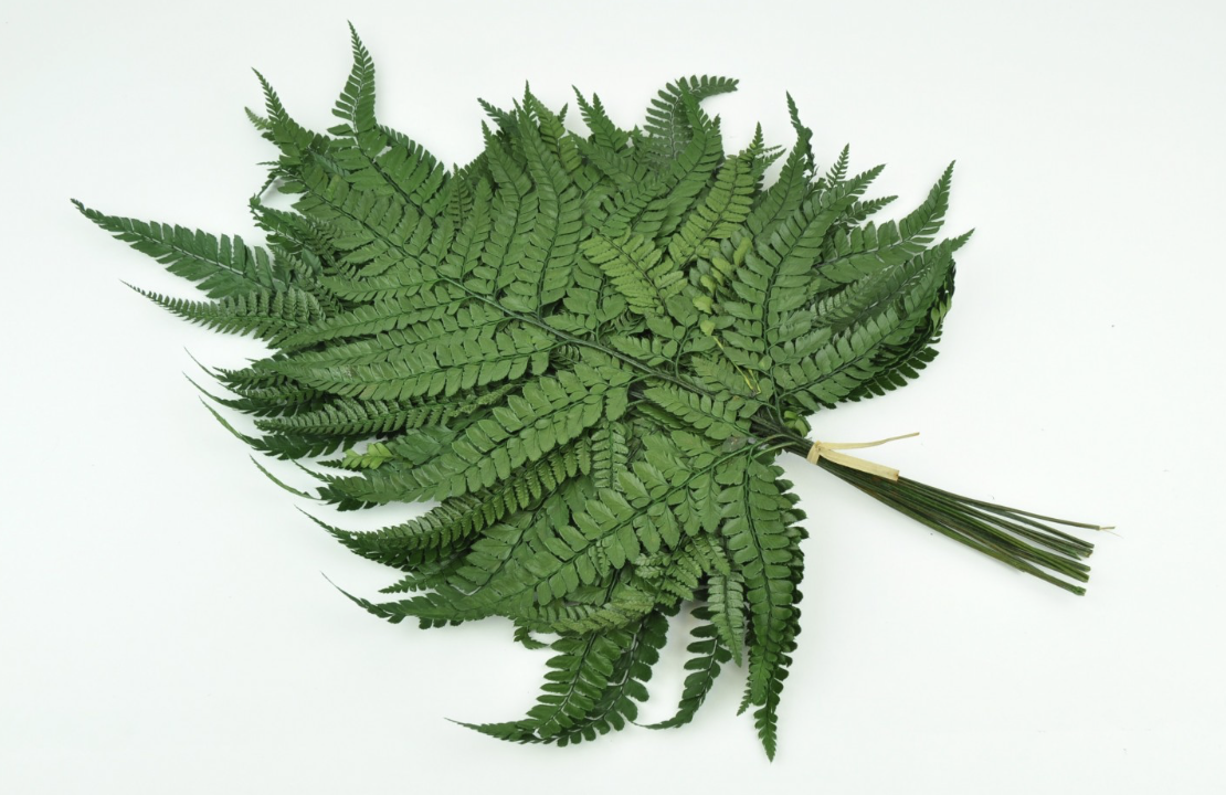 Стабилизированный папоротник Румору Зеленый (SF-F237-67)