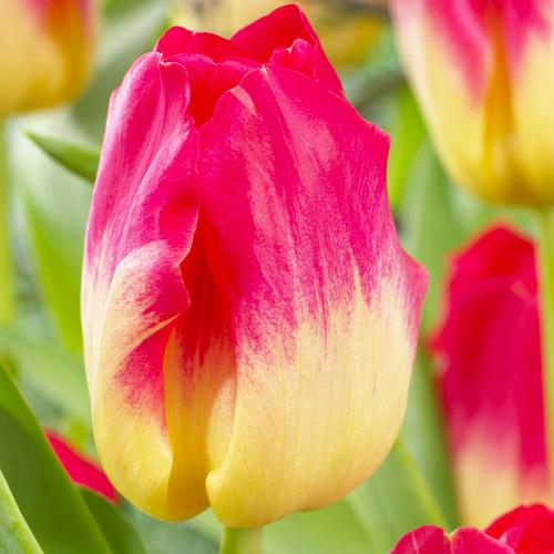 Тюльпан Florium Match (11064) - фото 2 Тюльпан Florium Match (11064) - фото 2