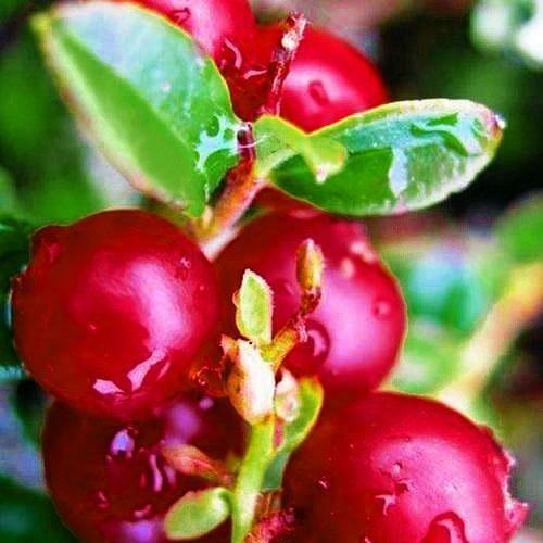 Саджанець Журавлина Ховес Hoves середньо-пізній термін дозрівання крупноплідний сорт (25495) Саджанець Журавлина Ховес Hoves середньо-пізній термін дозрівання крупноплідний сорт (25495)