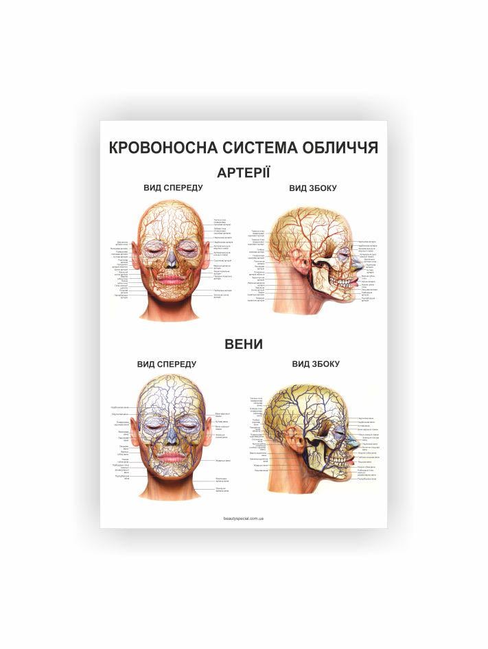Плакат Vivay Кровеносная система лица 30х40 см (23161296)