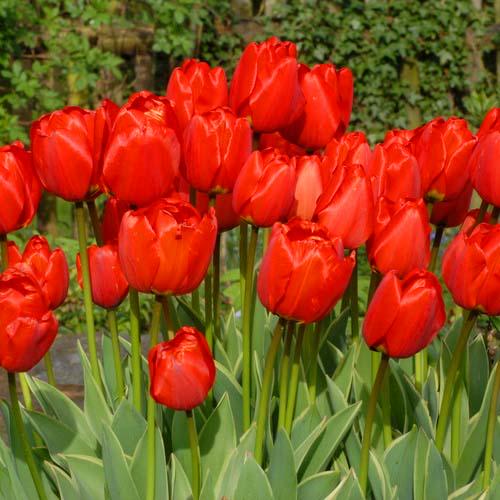 Тюльпан Florium Darwidesign (11092) - фото 2 Тюльпан Florium Darwidesign (11092) - фото 2