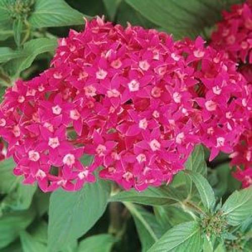 Семена цветов PanAmerican Пентас ланцетный BUTTERFLY DEEP ROSE 5 шт. (BN01705-4)