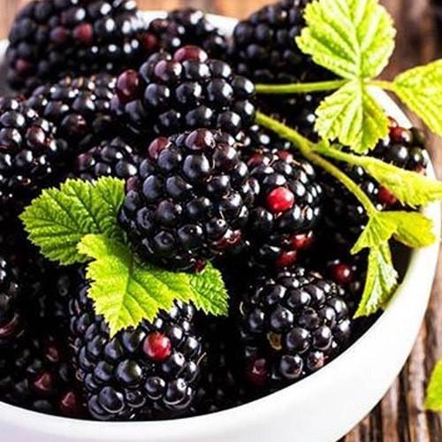 Саджанець Ожина Чорна перлина Black Pearl середньо-ранній термін дозрівання високоврожайний солодкий сорт (176953)