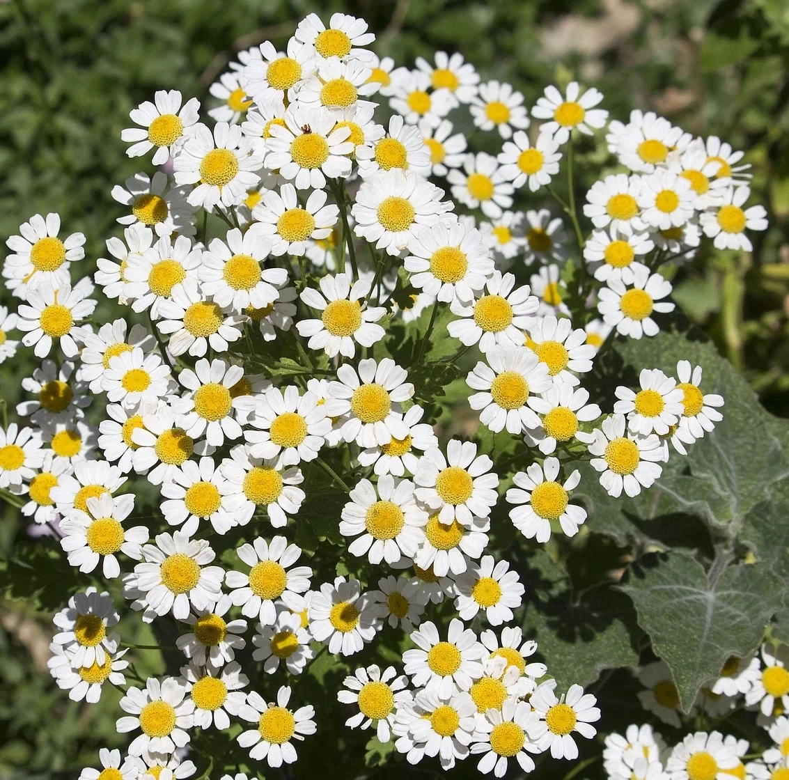 Семена Маруна цинерариелиста Pyrethrum cinerariifolium 10 шт. (2190270251)
