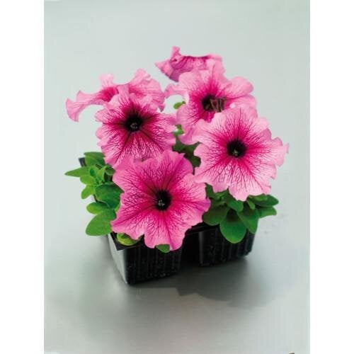 Семена цветов Петуния крупноцветковая Tango plum Hem Genetics 50 шт. (BN09417-3)