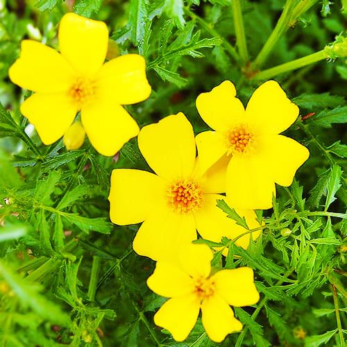 Семена Бархатцы Лимонное кольцо Florium