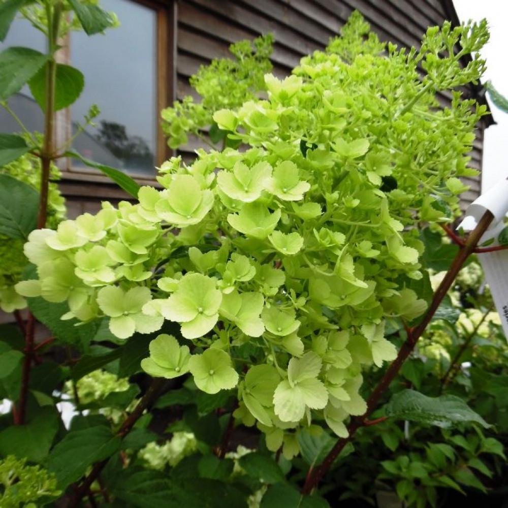 Гортензия метельчатая Полар Бир Р9 (2612629555) - фото 3