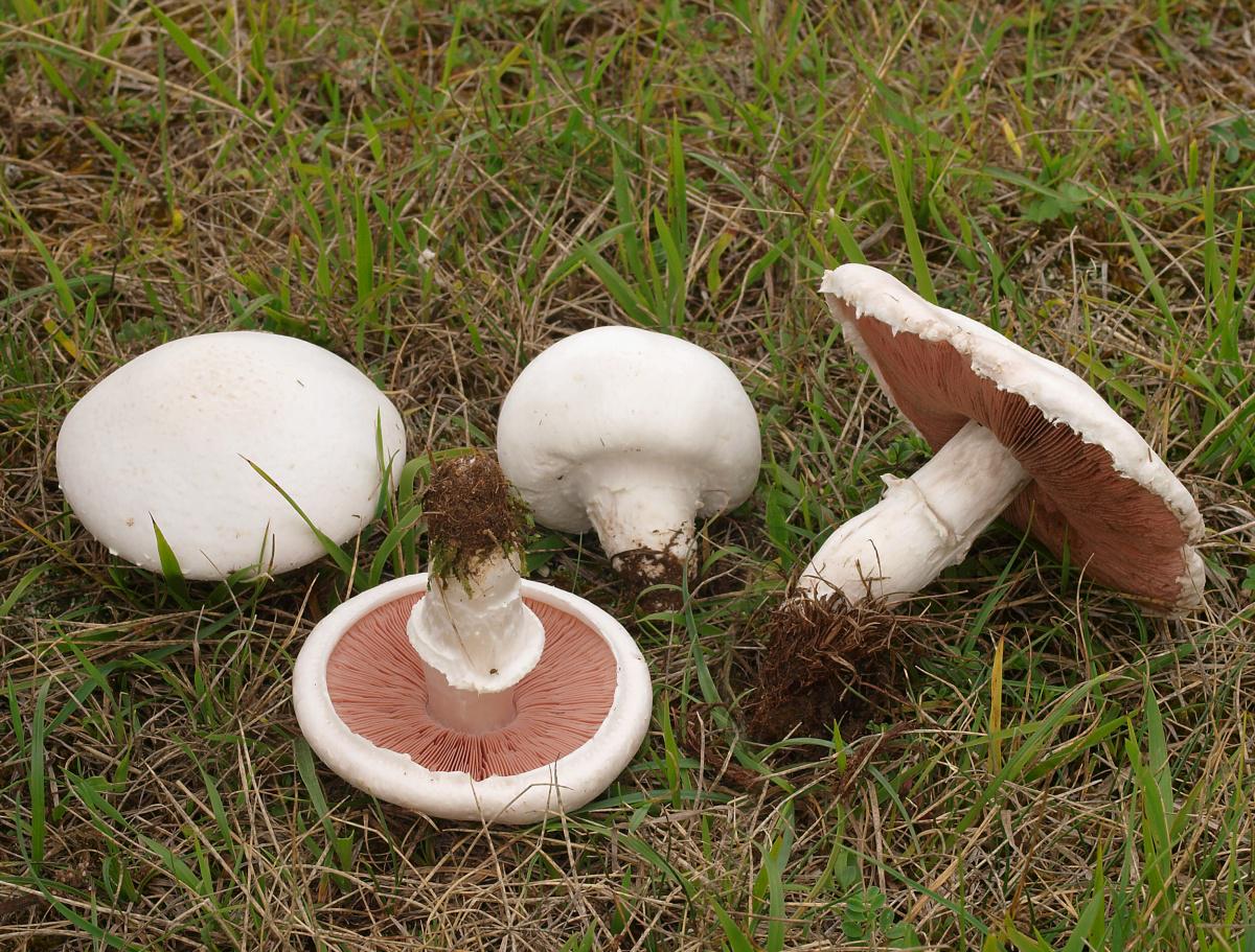 Шампиньон – гриб, который можно вырастить в ванной