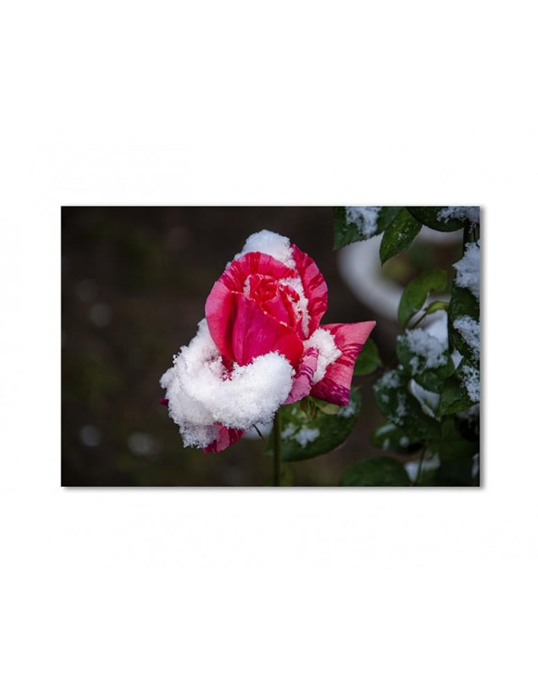 Картина модульная Роза в снегу 1 модуль 30х45 см
