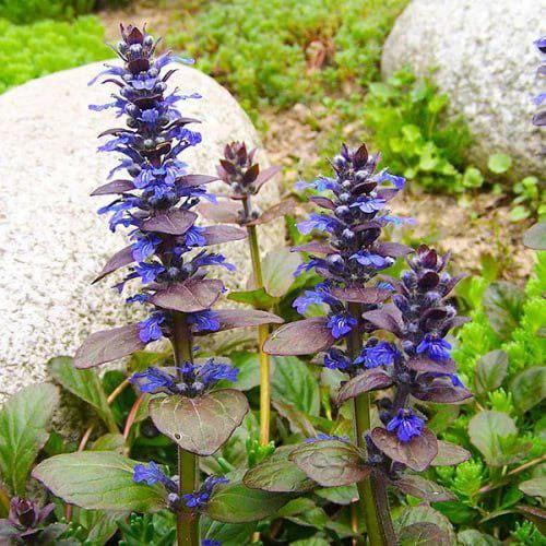 Саженцы живучка Atropurpurea в контейнере 0,5 л