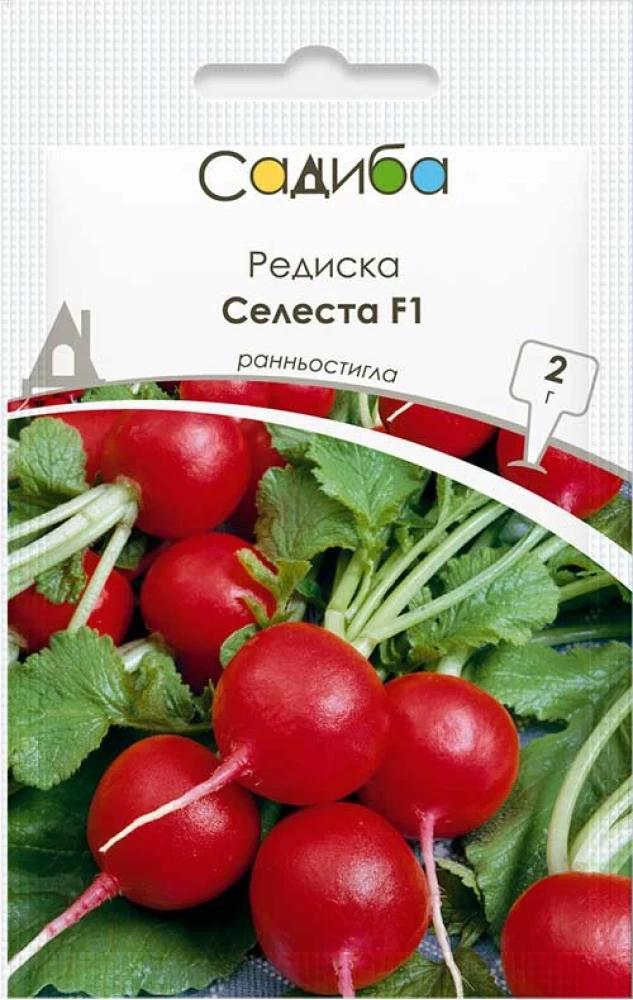Редиска Селеста F1, 2 г, Садиба Редиска Селеста F1, 2 г, Садиба