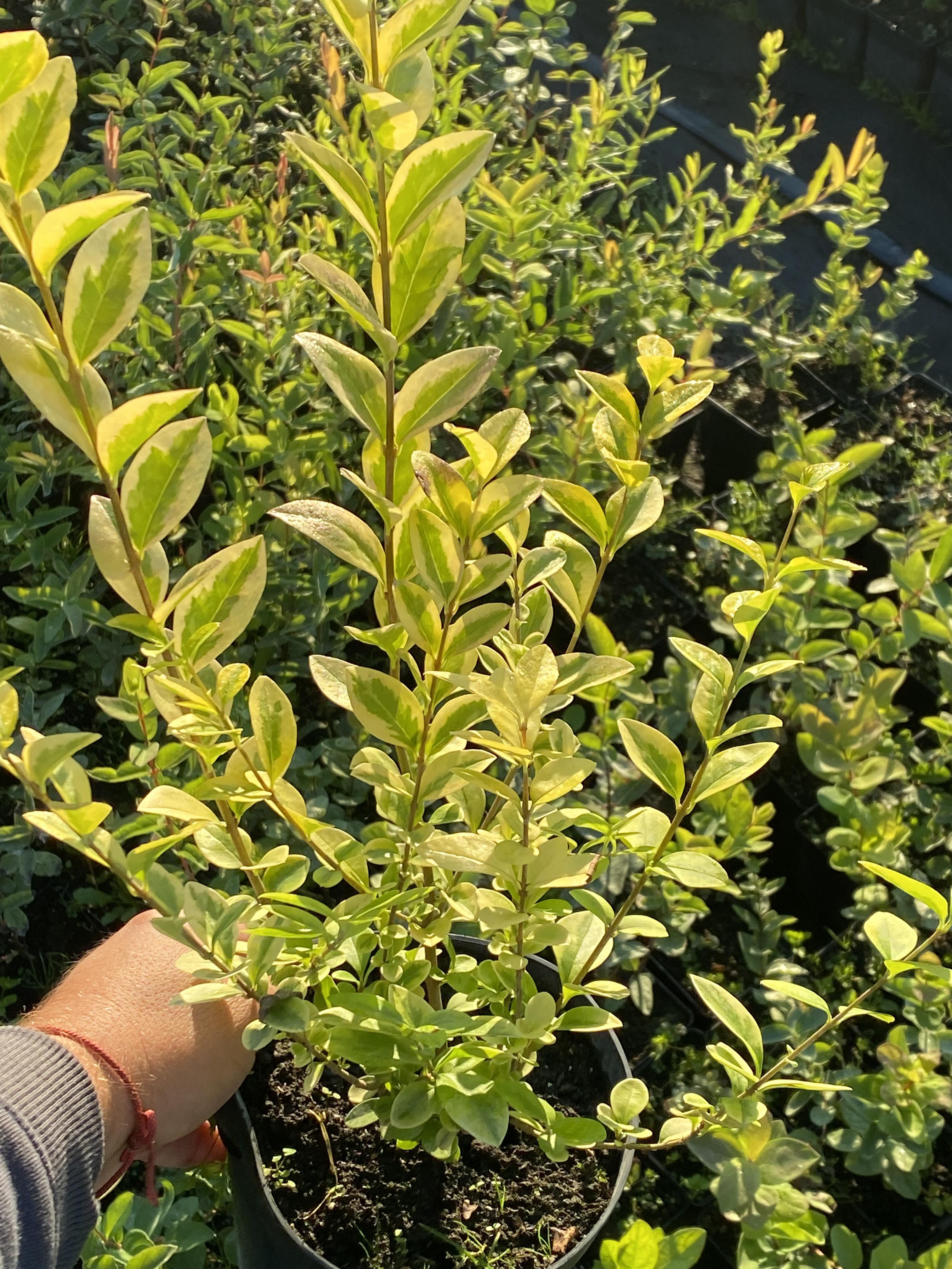Бирючина овальнолиста Aureum горщик С1.5 (37159451)