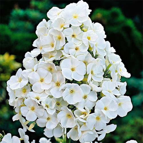 Флокс Paniculata White Admiral Florium