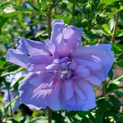 Гибискус сирийский Blue Chiffon