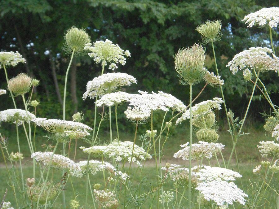 Насіння Морква дика Daucus carota 1 г/уп. - фото 2 Насіння Морква дика Daucus carota 1 г/уп. - фото 2