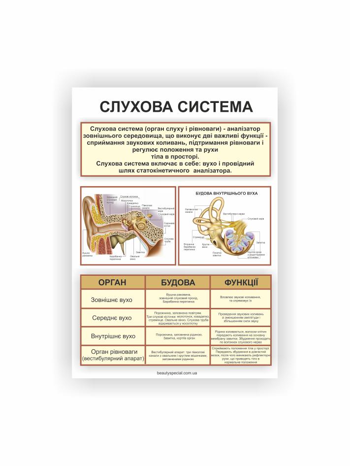 Плакат Vivay "Слуховая система" 30х40 см (25789551)